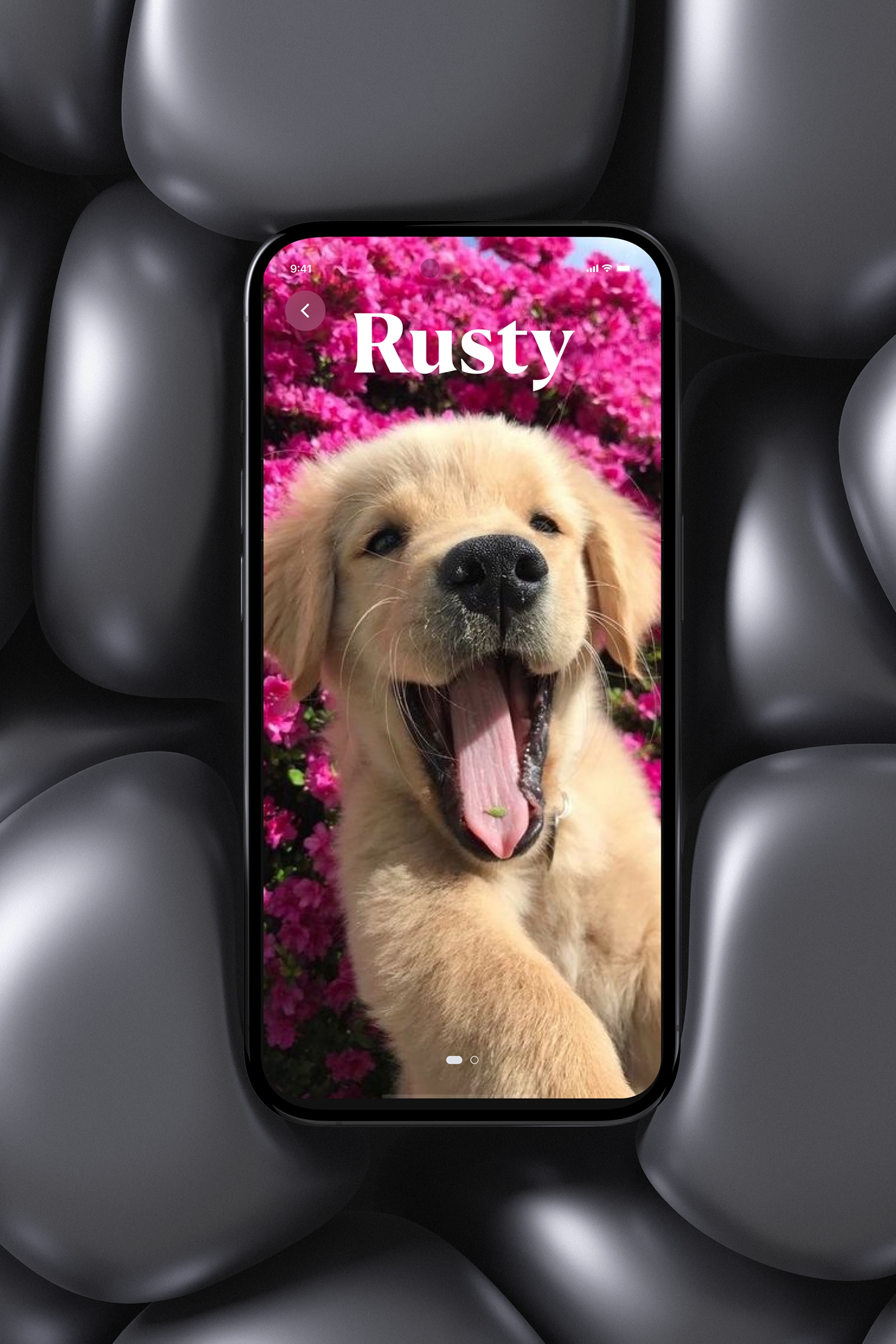 PawPal