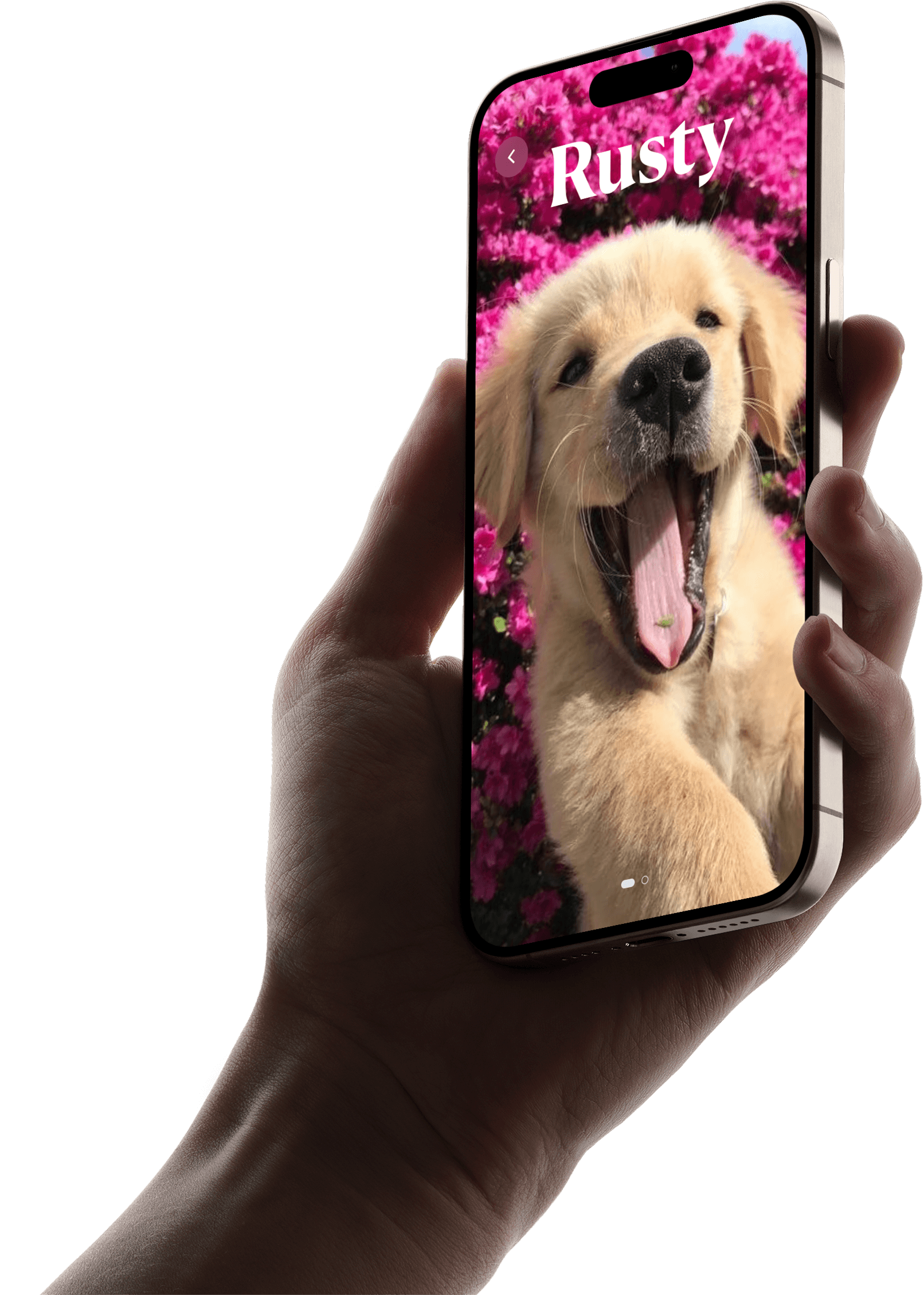 PawPal hand mockup